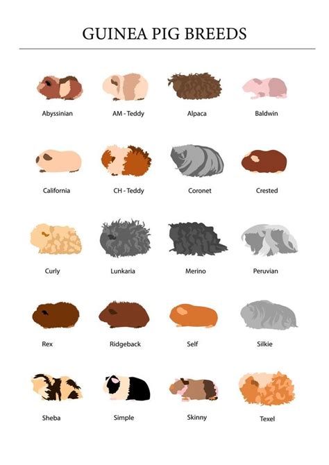 Guinea pig breeds poster in silhouette style. Pet rodents collection. Isolated vector with ...