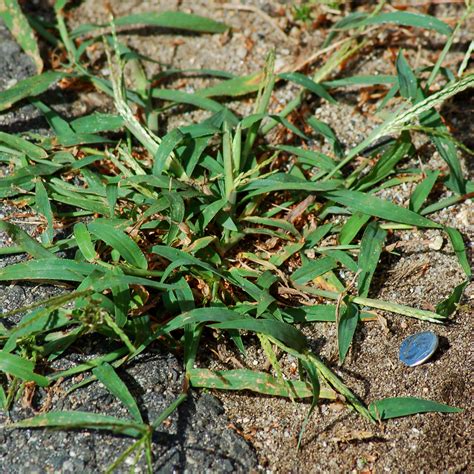 What Does Crabgrass Look Like?