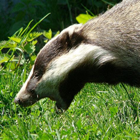 Badger Battle: British Animal Lovers Protest Cull | WBUR