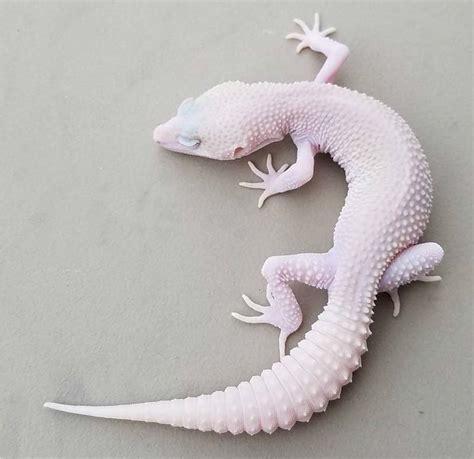 Rare Leopard Gecko Morphs