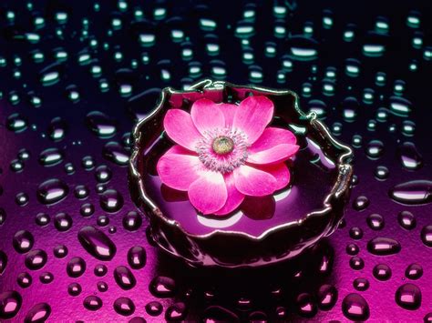 HD Desktop Wallpaper: pink flower wallpaper