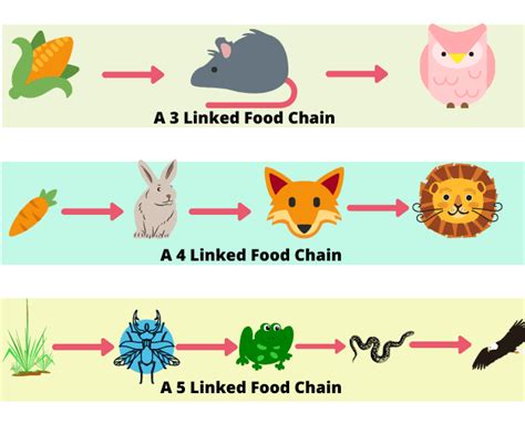 Complete Guide of Food Chain, Food Web, Levels in Food Chain