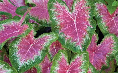 Caladiums Pink Caladium Bulbs Tropical Decorative Plants From South ...