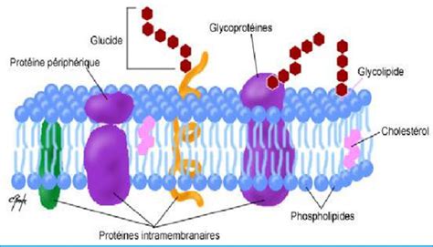 Structures De La Membrane Cellulaire; structures de la membrane ...