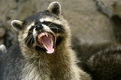 Raccoon Expresses Affection Toward Dog in Hilariously Aggressive Way