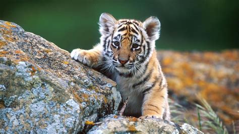 Cute Wild Animals Wallpapers - Top Free Cute Wild Animals Backgrounds - WallpaperAccess