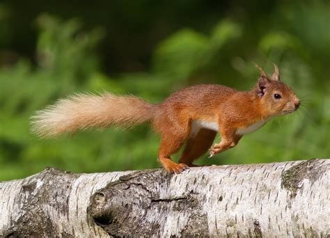 Two Different Squirrels - Red Squirrel Partnership | Partneriaeth ...