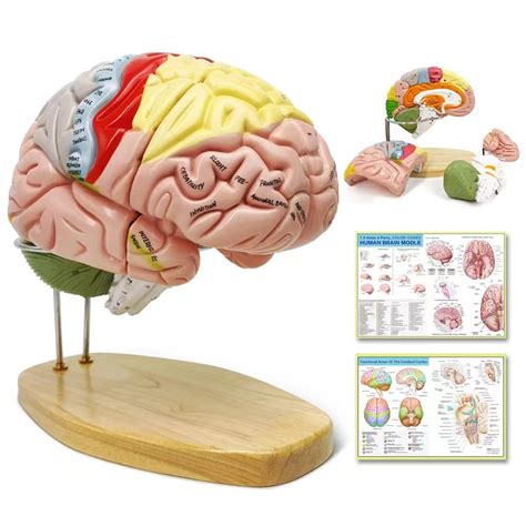 Buy 2023 Newest Human Brain Model for Neuroscience Teaching with Labels 1.5 Times Life Size ...