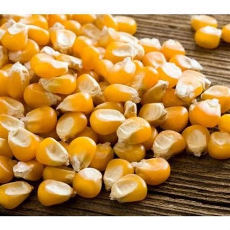 Dry Corn at Rs 50/kilogram | Dry Corn in Visakhapatnam | ID: 14655601791