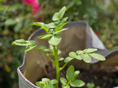 How to Use Garden Grow Bags: 10 Tips