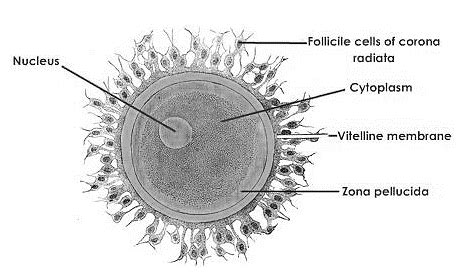 Zona pellucida membrane is formed by: