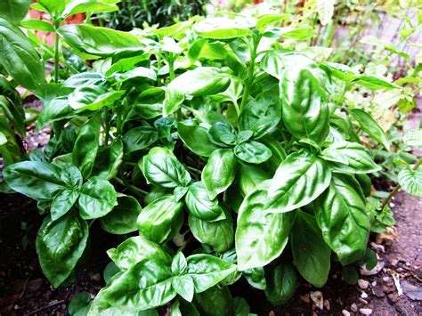 The Yoga Studio: Basil, a Healthy Herb