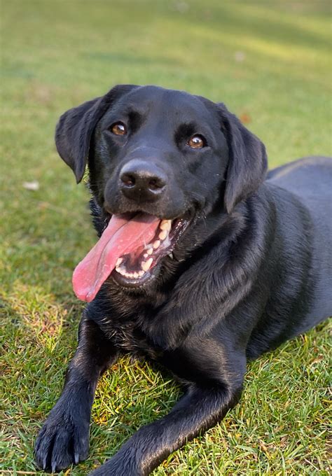 Can Labrador Retrievers Be Guard Dogs