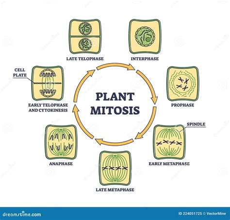 Plant Cell Division Mitosis Indian Plant Cell Division Mitosis | Images and Photos finder