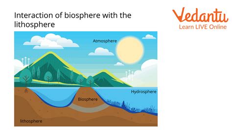 Lithosphere’s Plants - Learn Important Terms and Concepts