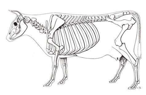 Cow Skeletal System Diagram | Quizlet