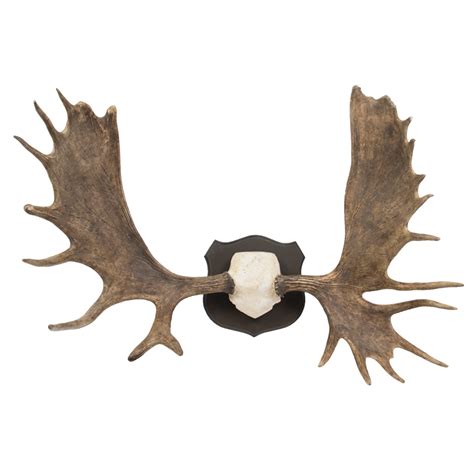 Moose Antlers 55" - Taxidermy Mounts for Sale and Taxidermy Trophies for Sale!