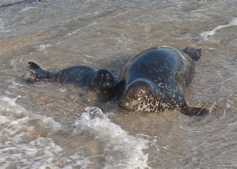 Mom and Baby Harbor Seal Photograph by Lee Kirchhevel | Fine Art America