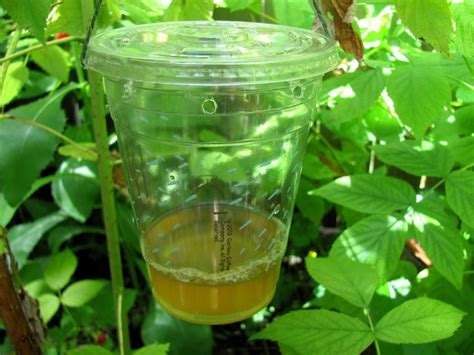 Sweet Domesticity: Vinegar Fruit Fly Traps for the Raspberry Patch