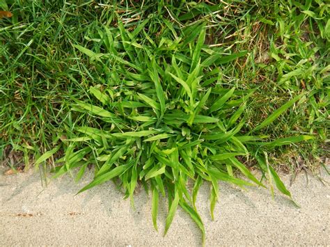 Michigan State University: Postemergence Crabgrass Control