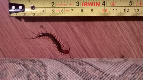 arthropod - Which species of centipede is this and is it dangerous to ...