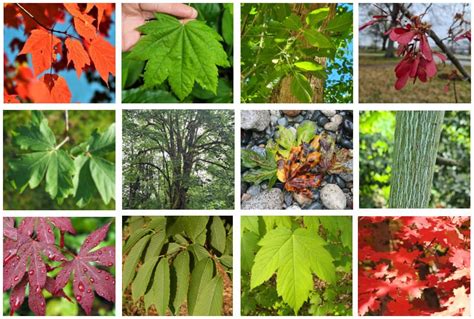 Types Of Anese Maple Trees In Stan - Infoupdate.org