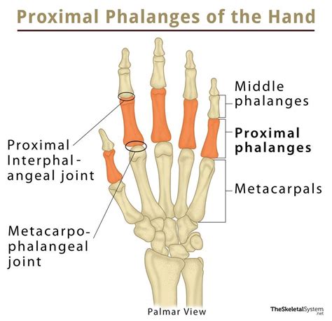 Proximal Phalanx: Definition, Location, Anatomy, Diagram