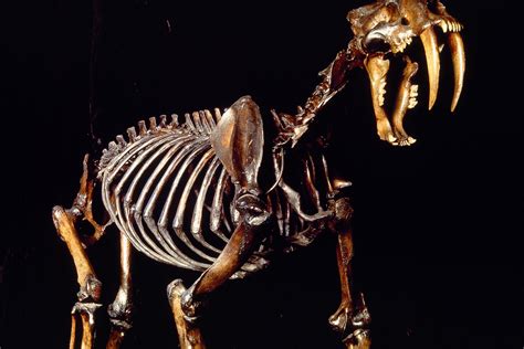 Top 78+ imagen saber tooth tiger fossil - Abzlocal.mx