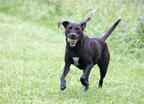 How Big Do Labrador Mixes Get