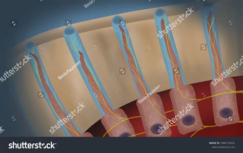 218 Dentinal Tubules Images, Stock Photos & Vectors | Shutterstock