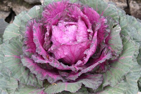 9 Top Types of Ornamental Cabbage (Flowering Kale)