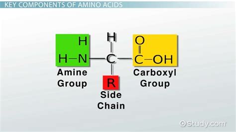 Peptide Bond | Definition, Formation & Diagram - Lesson | Study.com