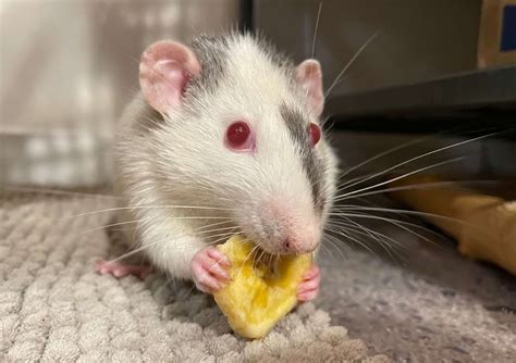 Best Rat Treats: 9 Healthy & Delicious Snacks Your Rats Will Love