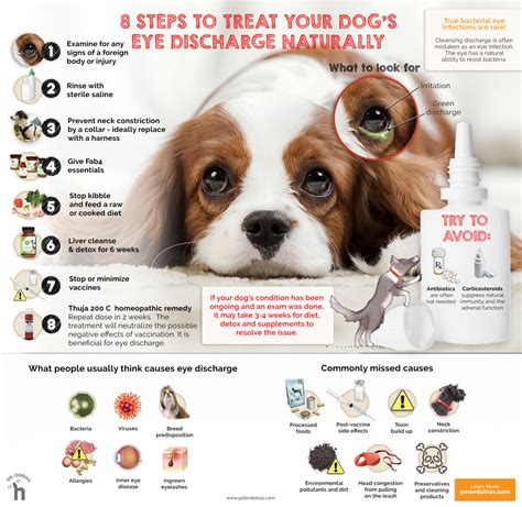 Dog Eye Infection: Home Remedy & Identification of Eye Discharge - Petsynse