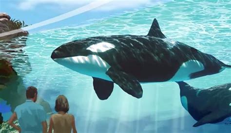 SeaWorld's Latest Promise To Its Orcas Is 'A Joke' | Orcas in captivity, Sea world, Orca