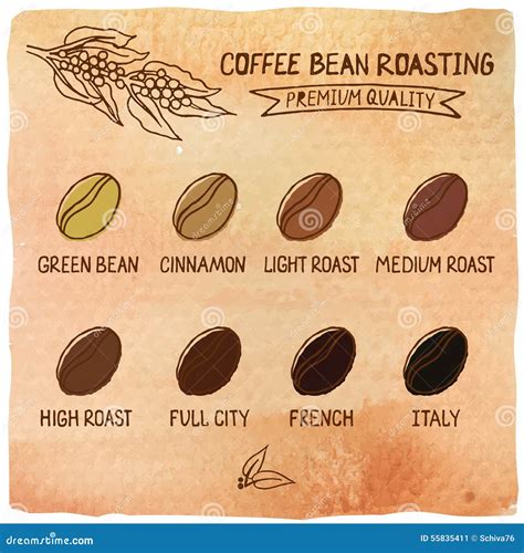 coffee roasting stages