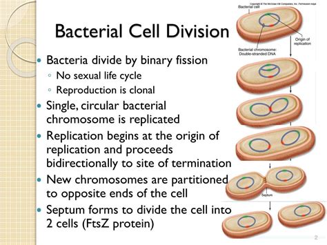 Ppt Ways Cells Divide Bacterial Cell Division Bacteria Divide By | The Best Porn Website