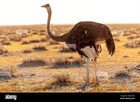 Ostrich is the biggest bird in the world, Etosha National Park, Namibia Stock Photo - Alamy