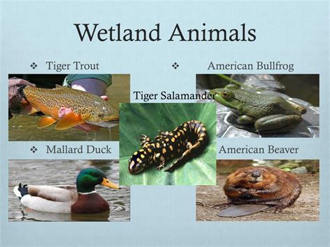 PPT - Wetlands PowerPoint Presentation, free download - ID:2119647