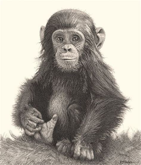 Pencil Drawings Of Animals, Realistic Pencil Drawings, Amazing Drawings, Drawing Animals, Monkey ...