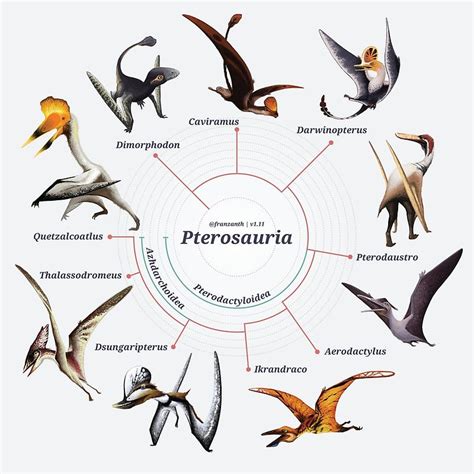 Pterosauria: The Cladogram Poster by Franz Anthony | Prehistoric animals, Ancient animals ...