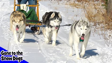 Are Huskies Sled Dogs