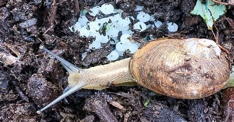 Snail Life Cycle - Birth, Development & Mating Habits - Learn About Nature