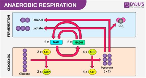 Anaerobic Respiration In Humans