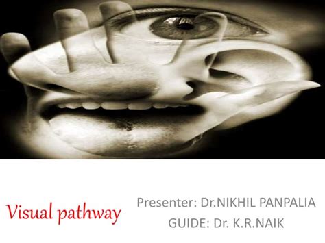 Overview of Visual Pathway and Processing | PPT