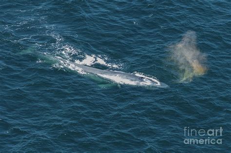 Blue Whale Spouting Krill Vapor Photograph by Robert Goodell - Pixels