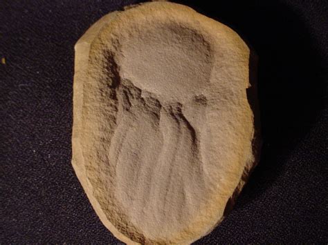 Show Us Your Jellyfish Fossils - Member Collections - The Fossil Forum