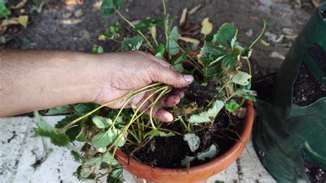 How to Grow Strawberries in Strawberry Grow Bags