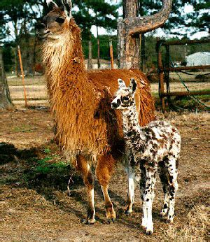 Llamas | Oklahoma State University