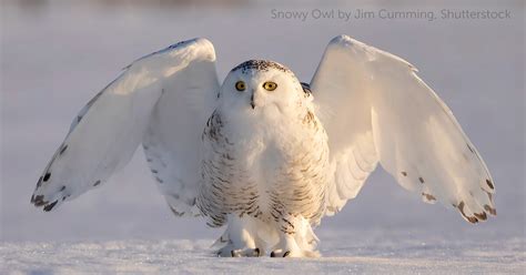 Snowy Owl - American Bird Conservancy